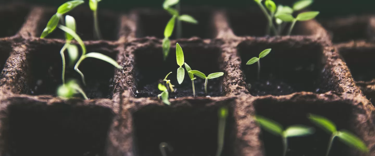 Małe rośliny symbolizujące wzrost i rozwój